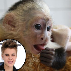 Justin Bieber, Mally, Monkey Justin Bieber, Mally, Monkey